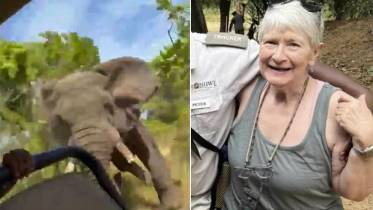 Quem era a idosa morta por elefante em safári na África