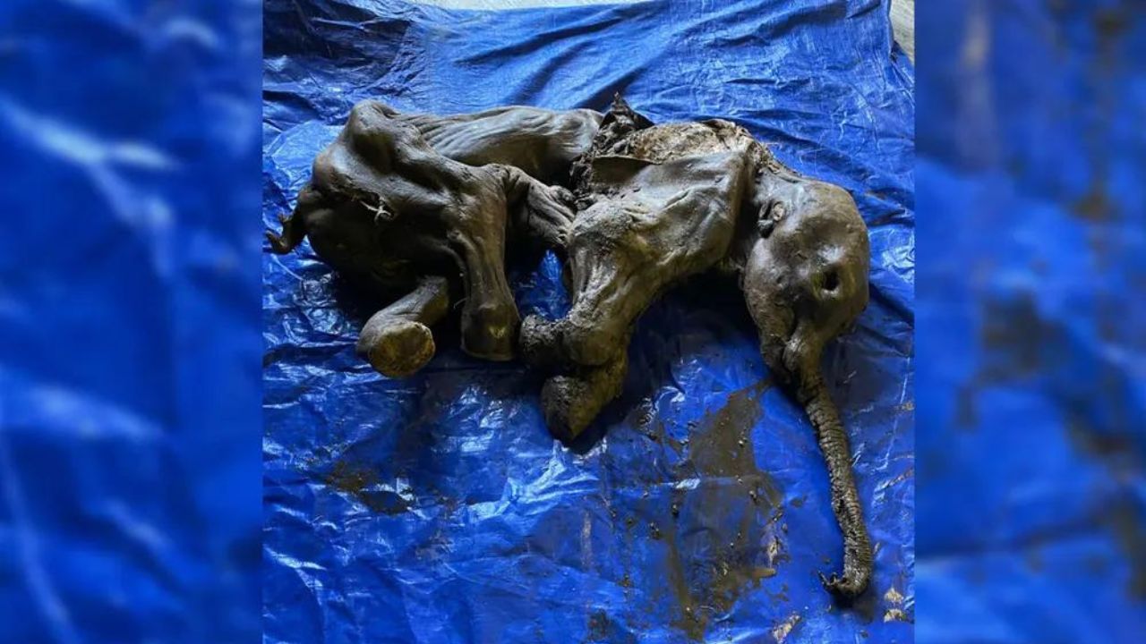 Relembre a descoberta do bebê mamute de 30.000 anos encontrado bem-preservado