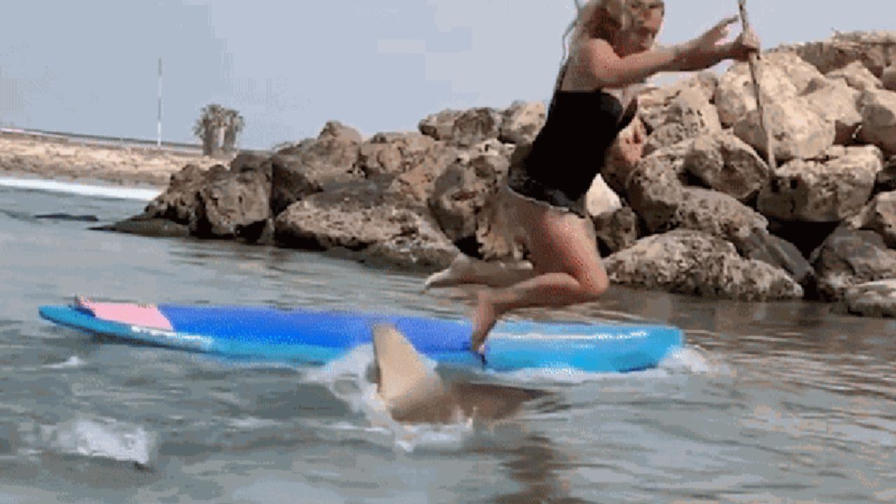 Vídeo mostra praticante de stand-up paddle caindo sobre tubarão