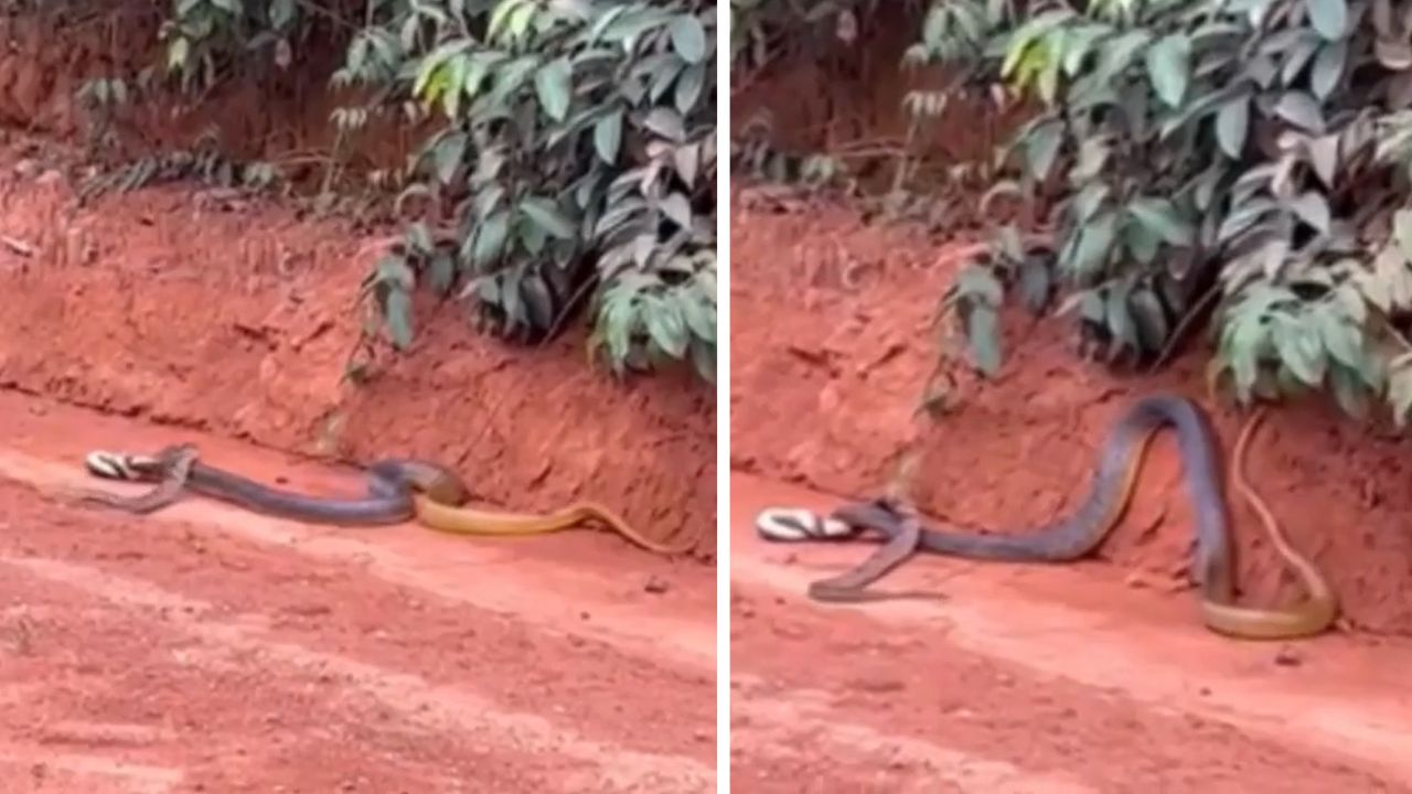 Vídeo mostra cobra de 2 metros devorando outra serpente no Mato Grosso
