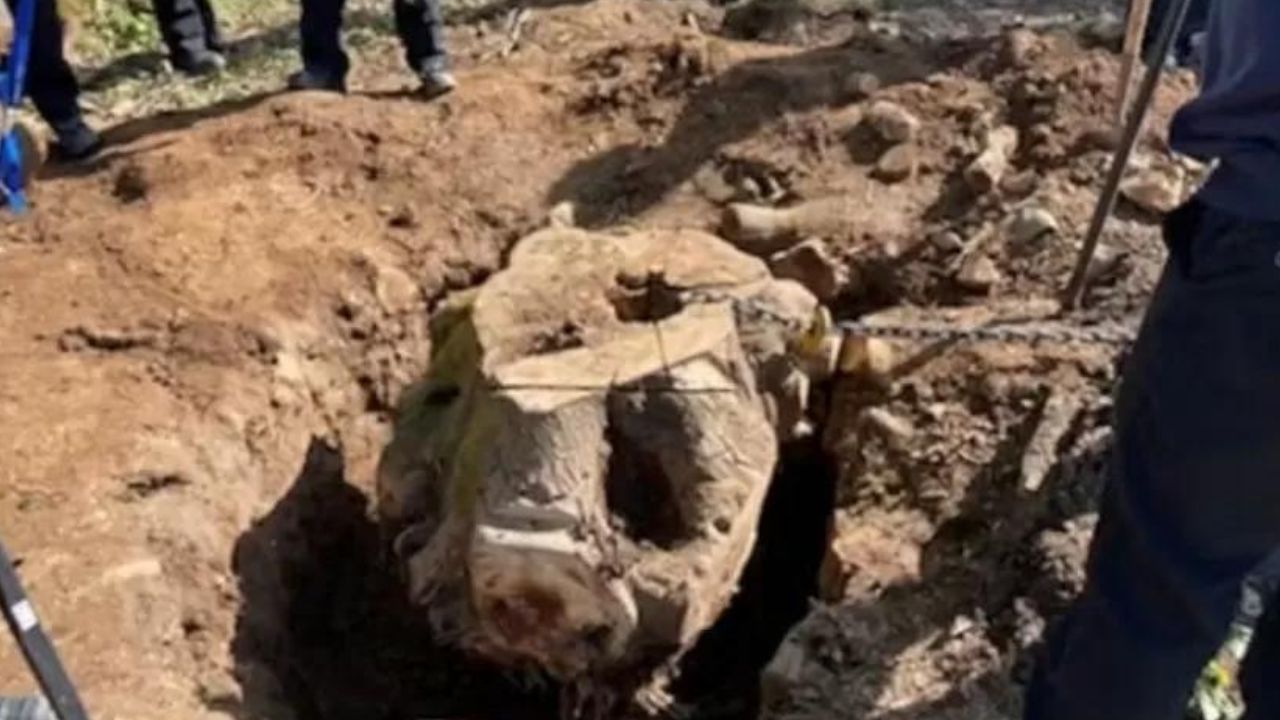 Homem morre ao tentar remover tronco de árvore no quintal de casa
