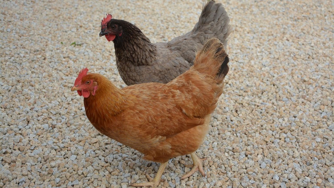 Homem é preso após comprar 220 kg de frango furtados