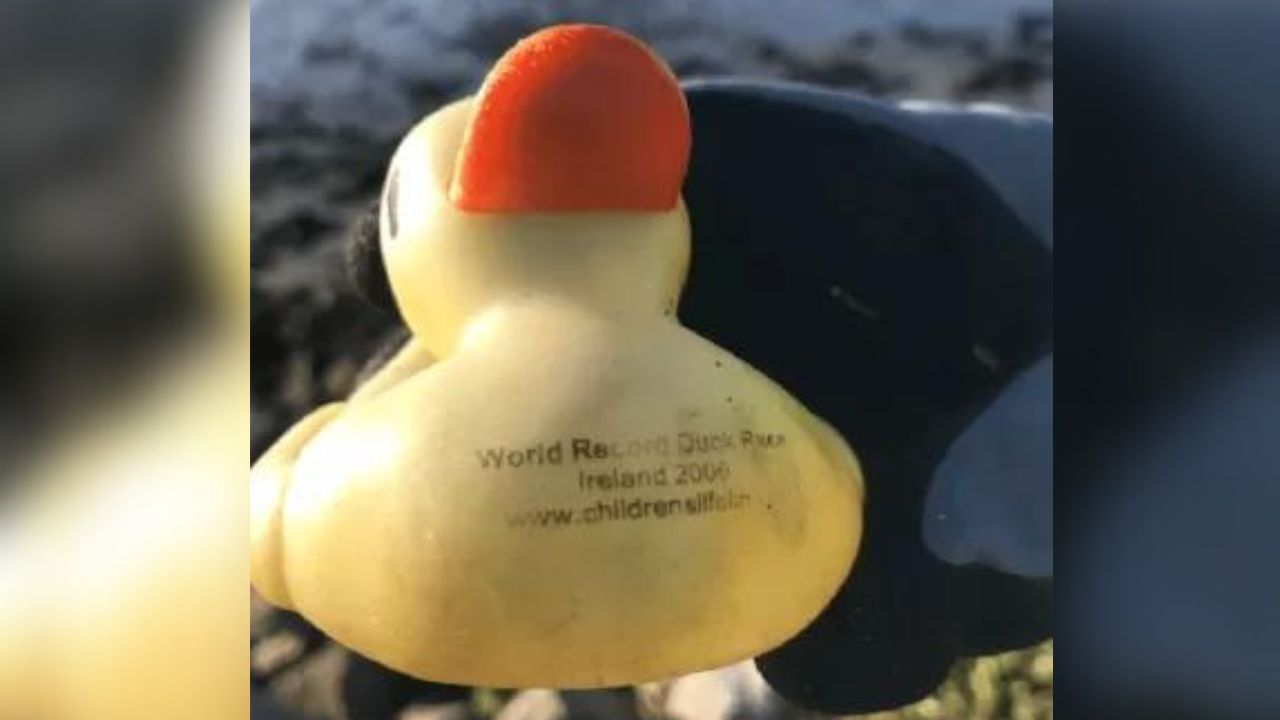 Após 18 anos à deriva, pato de borracha é encontrado em praia na Austrália