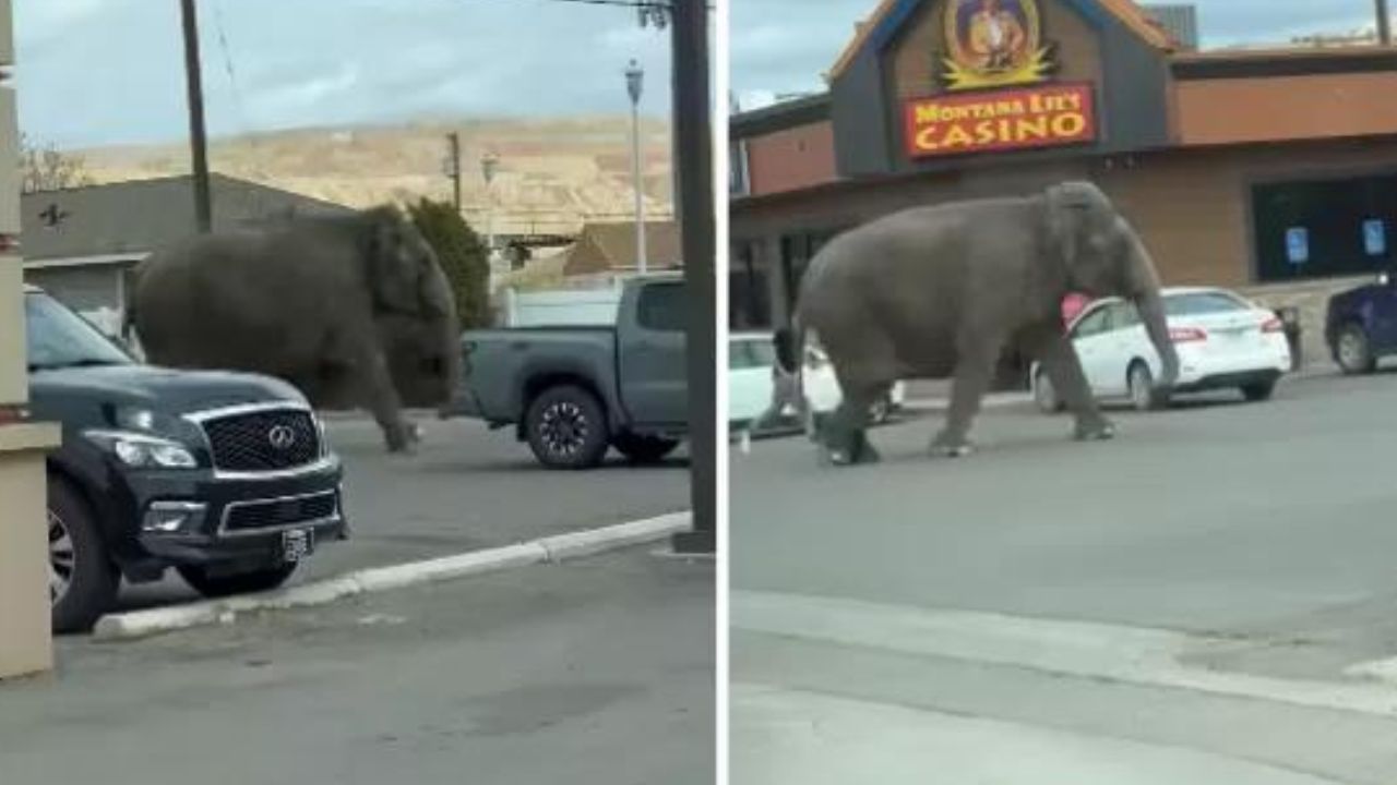 Elefanta é flagrada andando pelas ruas dos EUA após escapar de circo