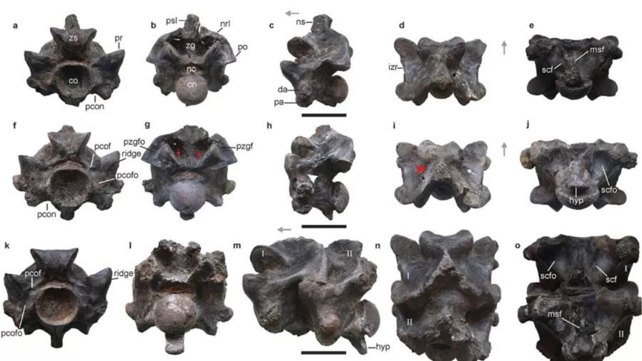 Fósseis de cobra gigante que viveu há 47 milhões de anos são encontrados na Índia