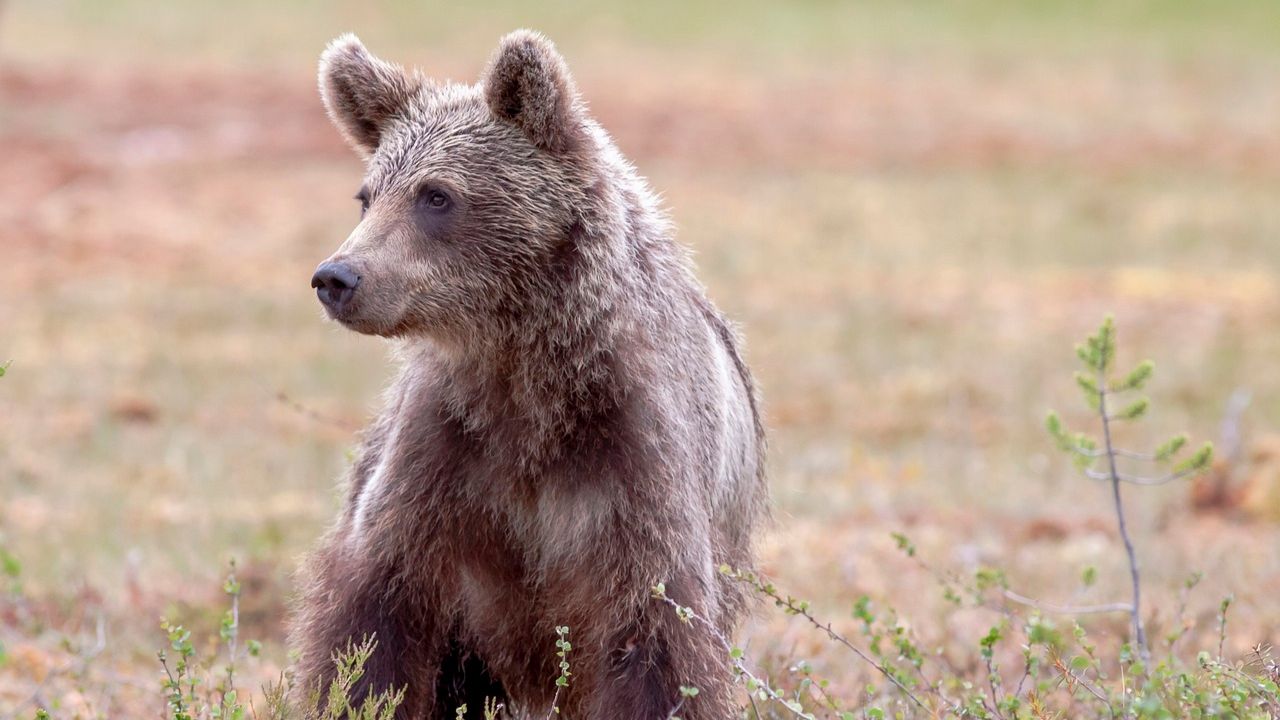 Na Romênia, idosa é mordida por urso após tentar tirar foto com o animal