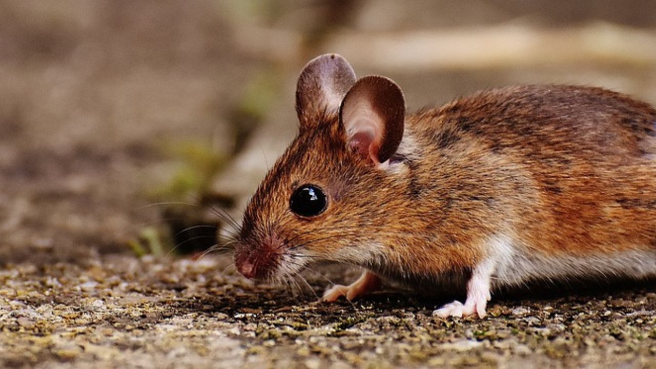 Cientistas realizam experimento com camundongos com cérebros híbridos