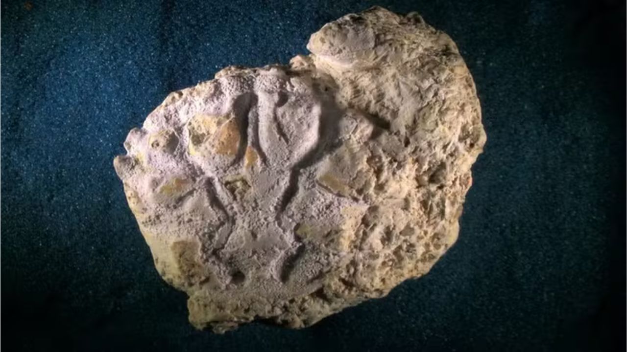 Cientistas descobrem fóssil de caranguejo que viveu há 20 milhões de anos