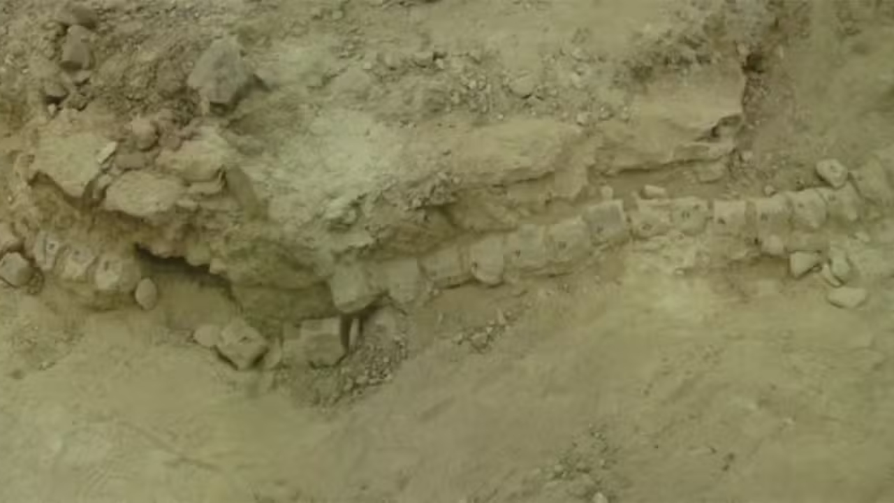 Fóssil mais completo de dinossauro marinho é encontrado com ajuda de brasileira
