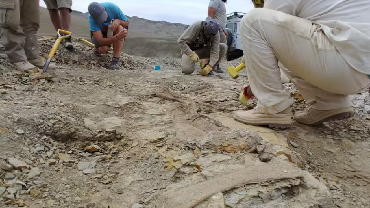 Nova espécie de titanossauro é descoberta na Patagônia