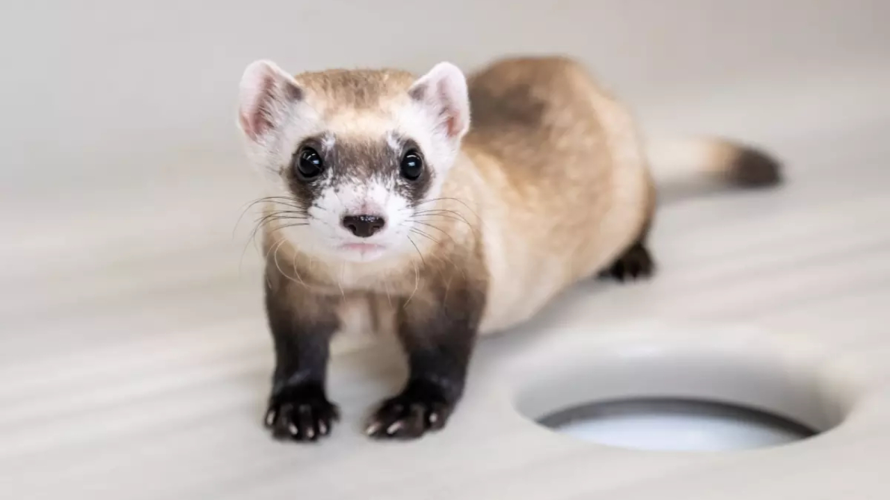 Dois clones de furão ameaçado de extinção nascem nos Estados Unidos
