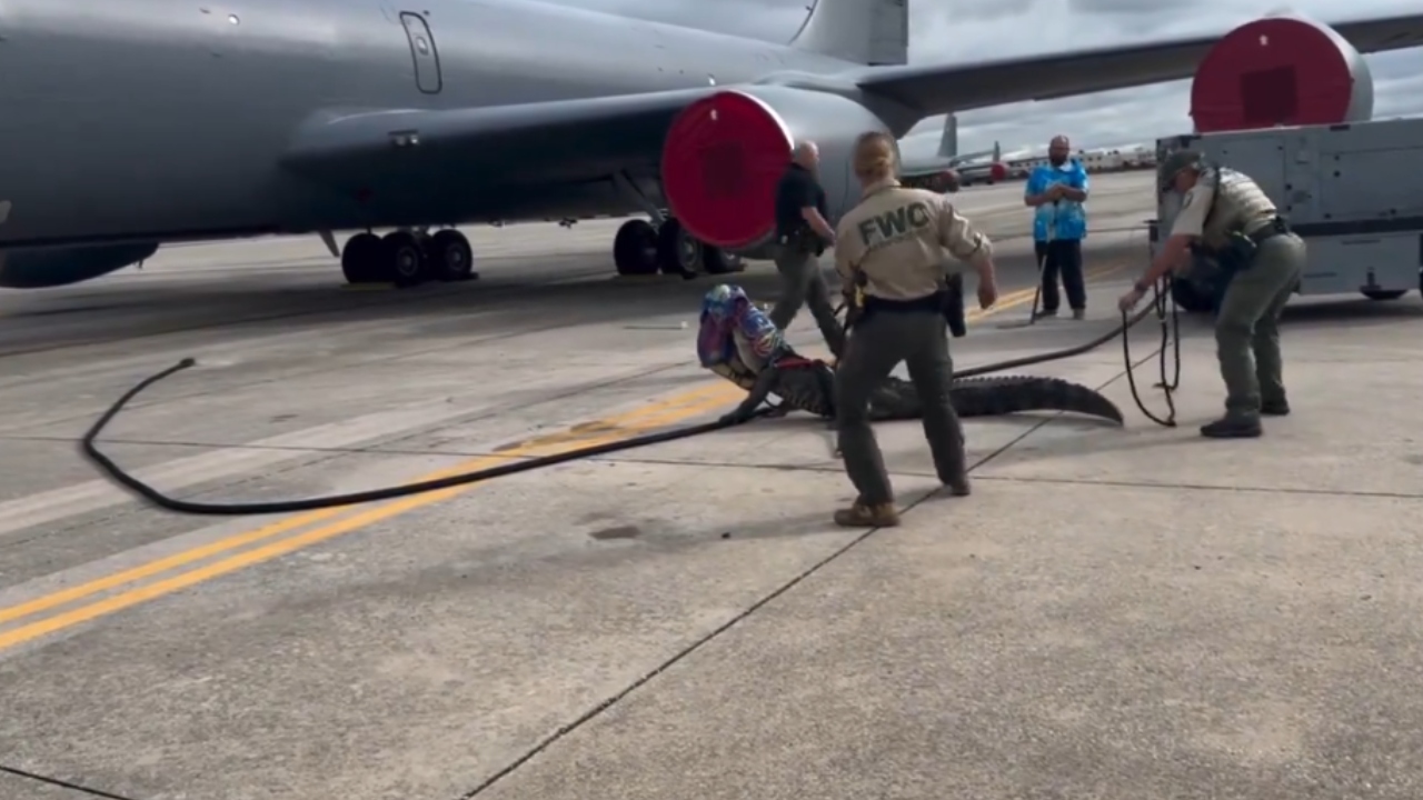 EUA: Agentes resgatam jacaré de 3 metros de base aérea militar