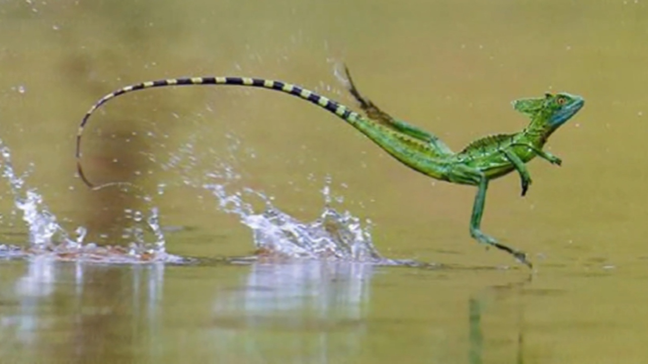 Conheça o ‘lagarto Jesus’, animal que anda sobre as águas sem afundar