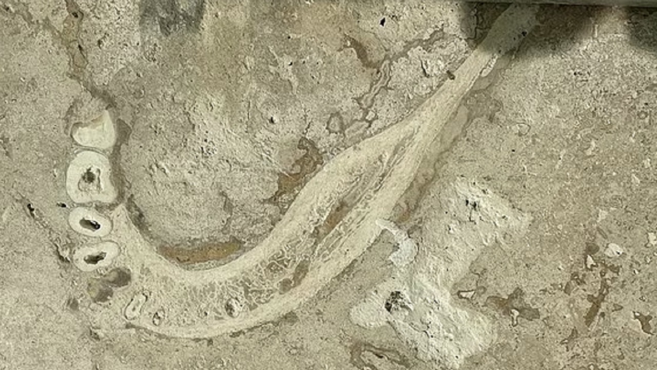 Mandíbula de ancestral humano é encontrada incrustada em ladrilho