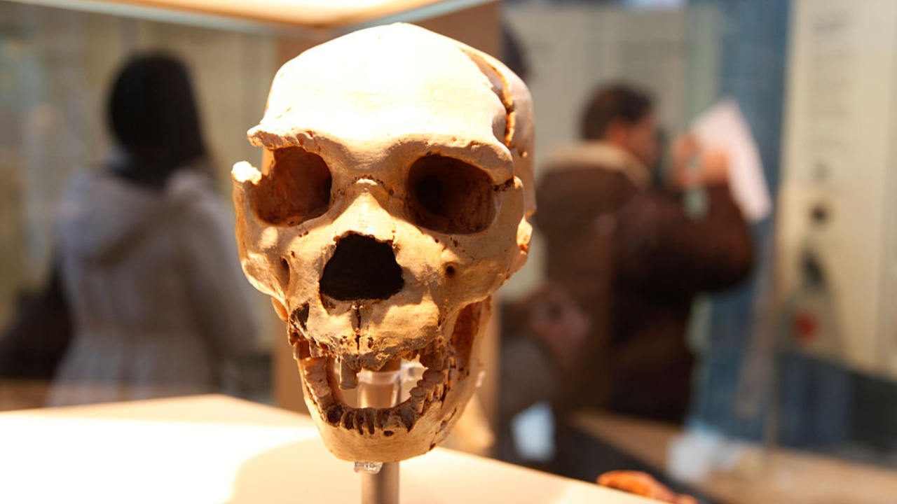 Cientistas do Brasil vão buscar evidências dos últimos neandertais na Romênia