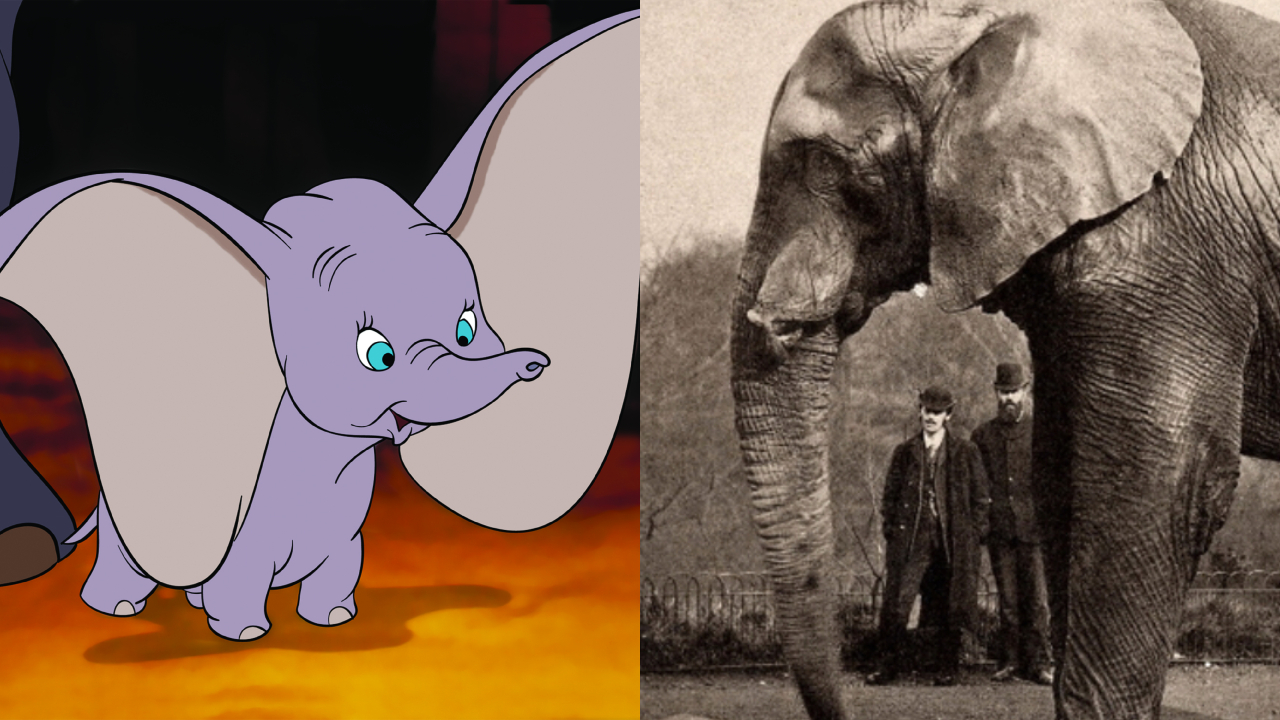Veja o que aconteceu com o elefante que inspirou Dumbo