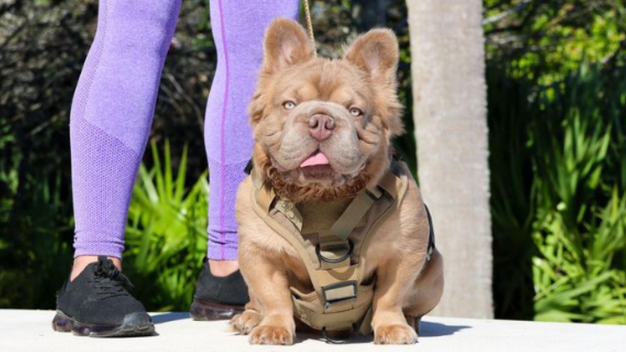‘Rope Daddy’: Cachorro mais valioso do mundo custa R$ 600 mil; conheça!