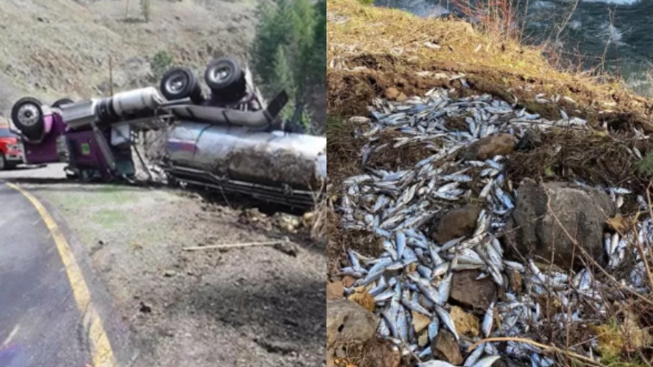 Caminhão capota em estrada dos EUA e 77 mil salmões sobrevivem: ‘Milagre’