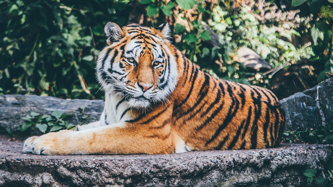 Zoológico da Argentina enviará 60 felinos a santuário na Índia por superpopulação