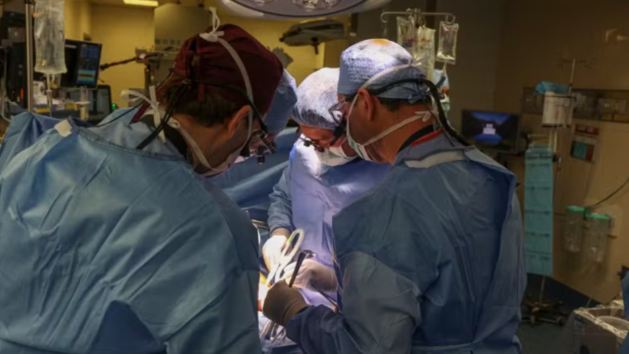EUA: Paciente do primeiro transplante de rim de porco tem alta do hospital
