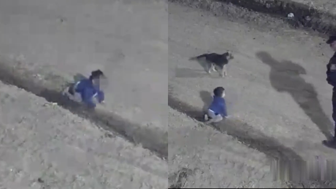 Bebê de um ano foge de casa engatinhando e é encontrado com seu cachorro