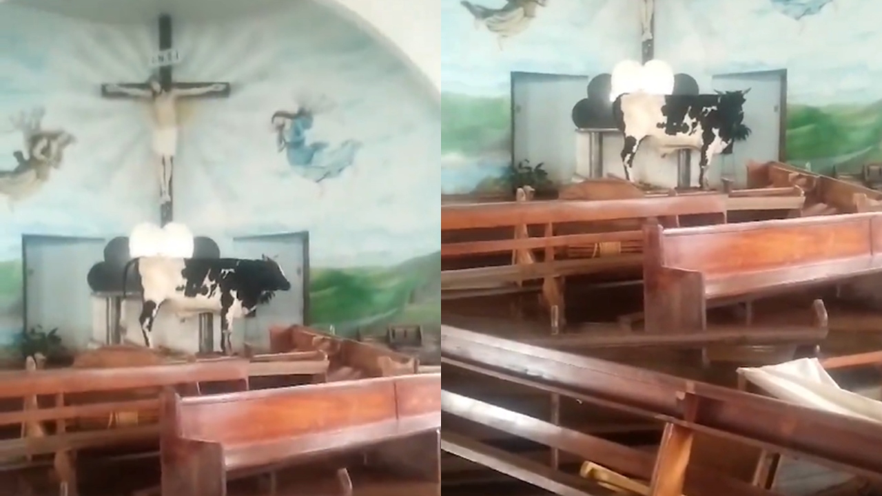 RS: Boi é encontrado no altar de igreja após enchente histórica