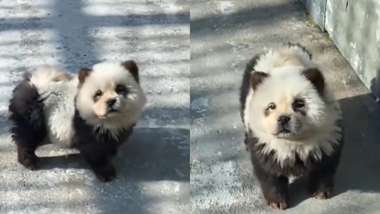 Zoológico da China pinta cães para simular pandas e revolta visitantes