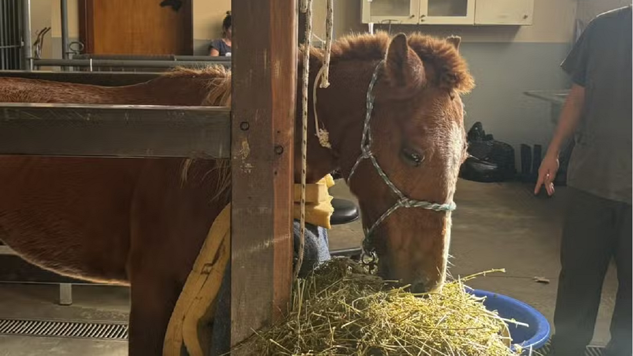 Veterinário dá informações sobre estado de saúde de cavalo resgatado em telhado
