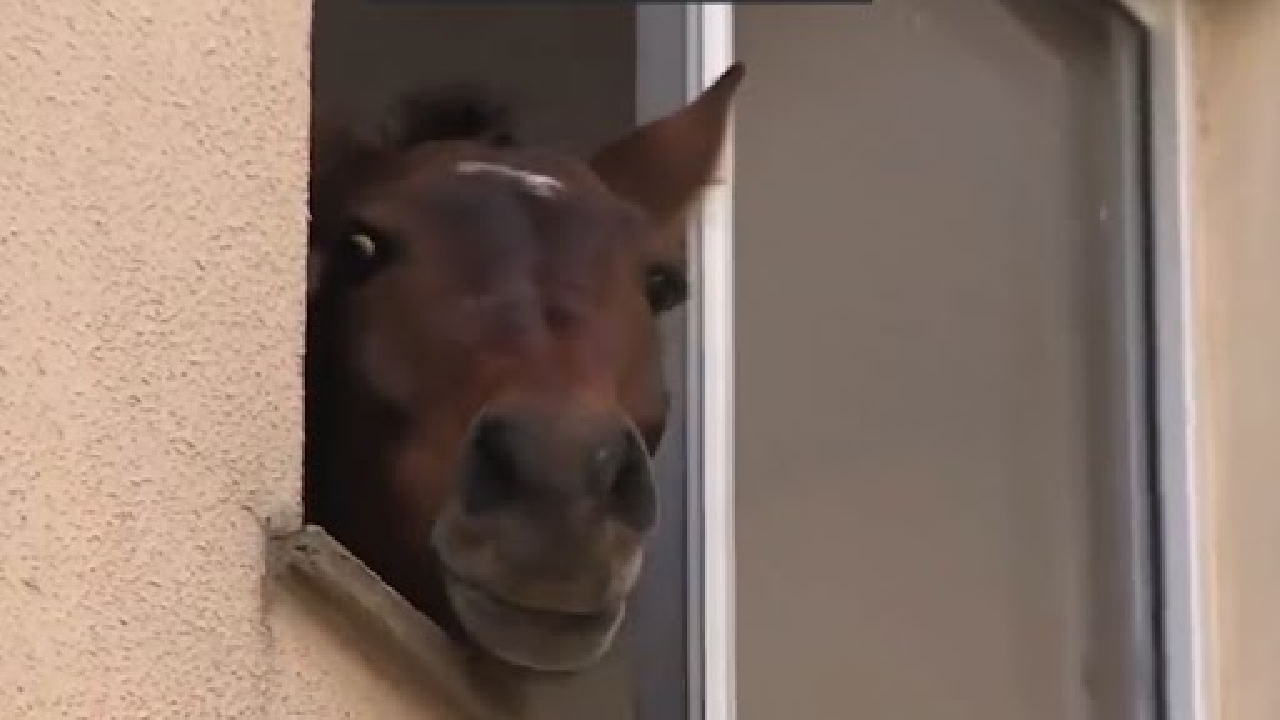 Bombeiros se esforçam para resgatar cavalo preso no 3º andar de edifício em São Leopoldo