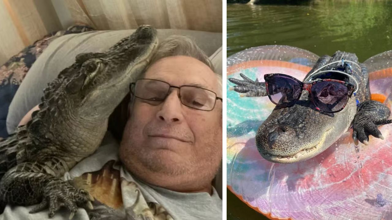 Americano busca jacaré de estimação que foi capturado e solto em pântano
