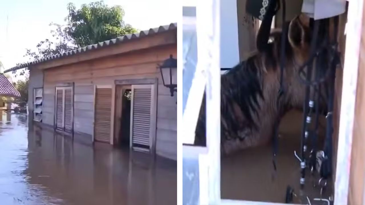 Cavalos morrem com água até o pescoço em residência no Rio Grande do Sul