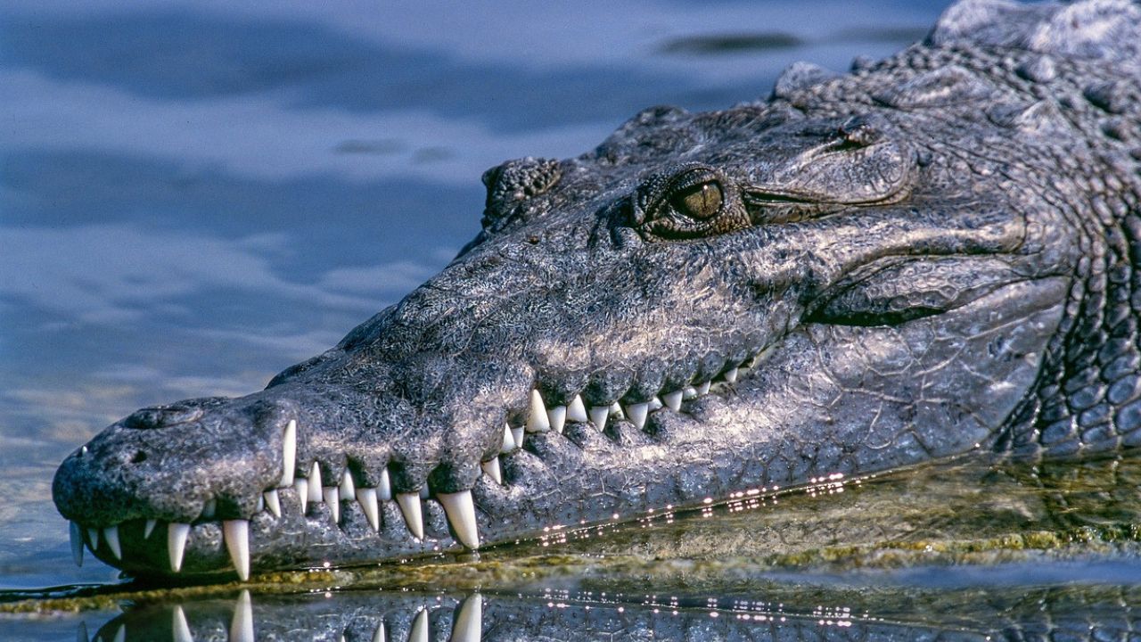 Britânica que lutou com crocodilo para salvar irmã receberá medalha do rei Charles