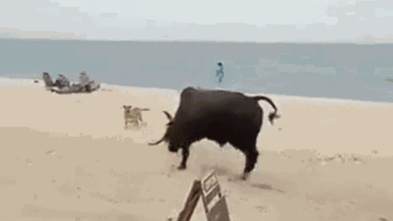 Em vídeo, touro ataca turistas e cães em praia no México