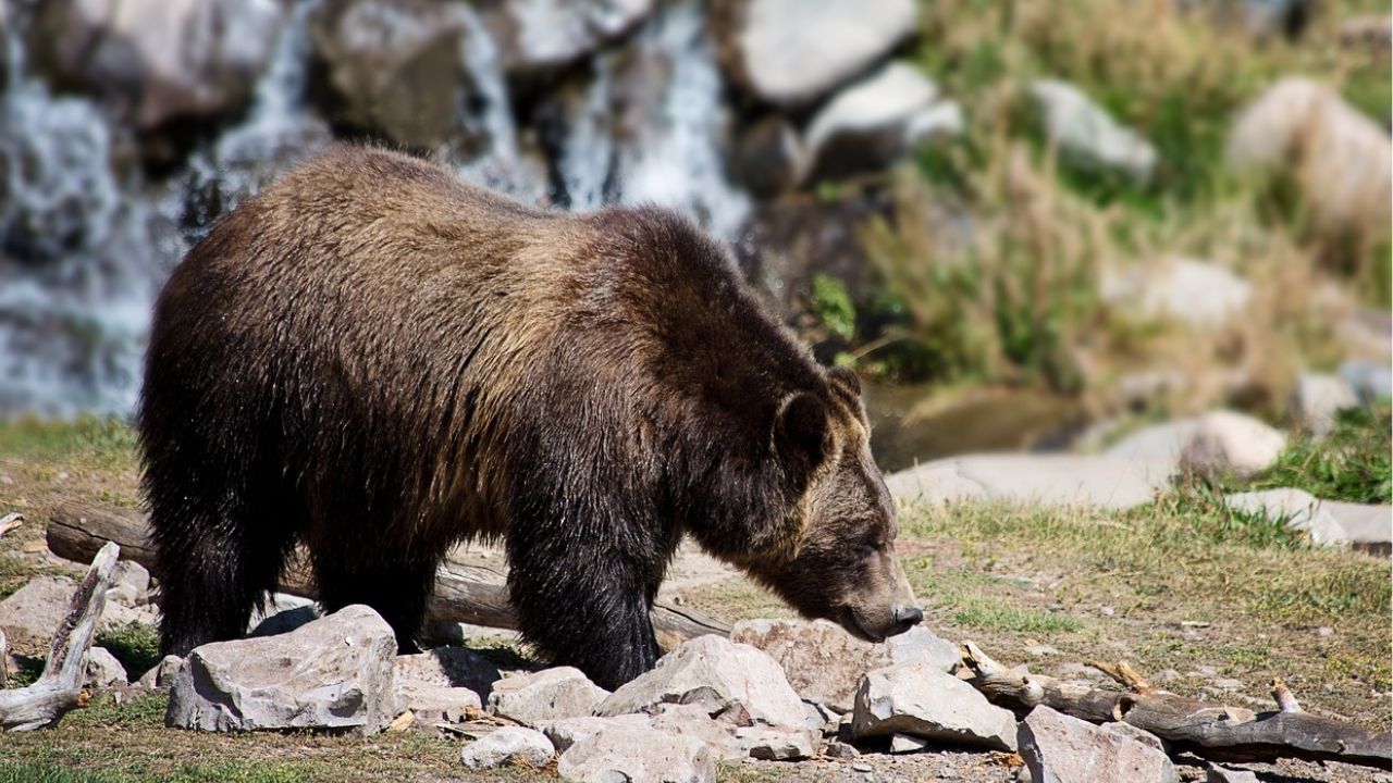 Uma pessoa morre e outras duas ficam feridas em ataque de urso no Japão
