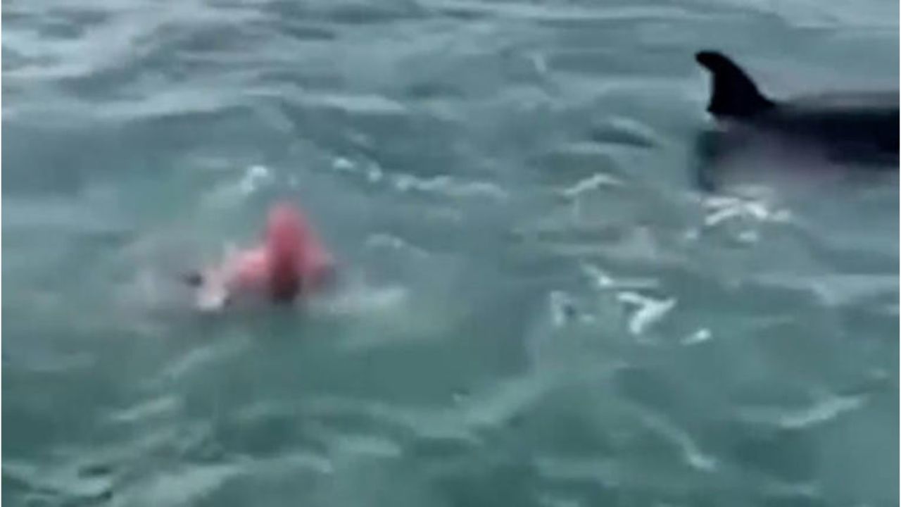 Homem é multado após saltar sobre orcas que nadavam ao redor de embarcação