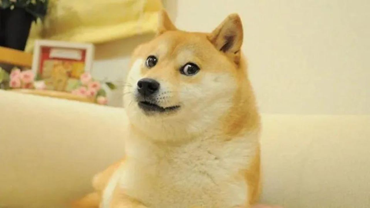 Morre Kabosu, cachorrinha que se tornou meme nas redes sociais e que inspirou criptomoeda