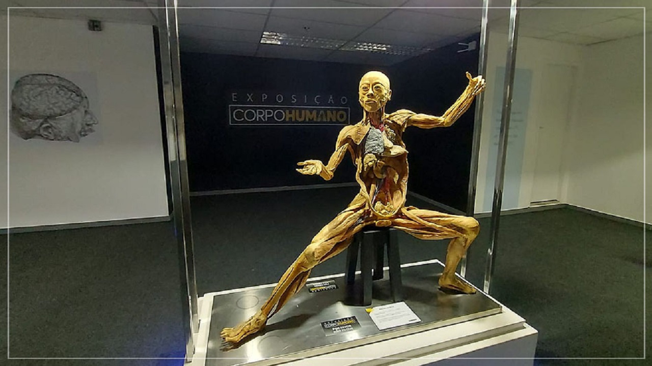 Com órgãos reais conservados, exposição internacional ‘Corpo Humano’ chega a SP