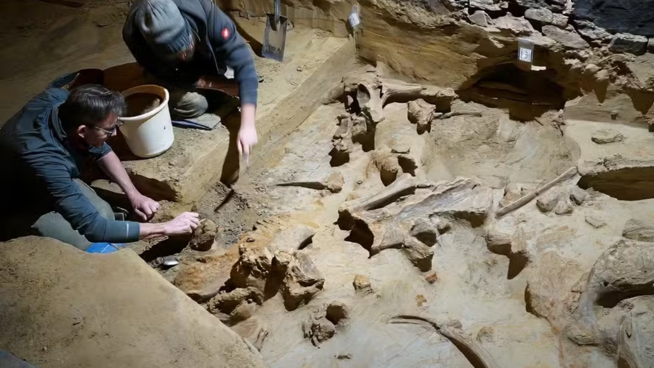 Na Áustria, ossos de mamute de 40 mil anos são encontrados em adega