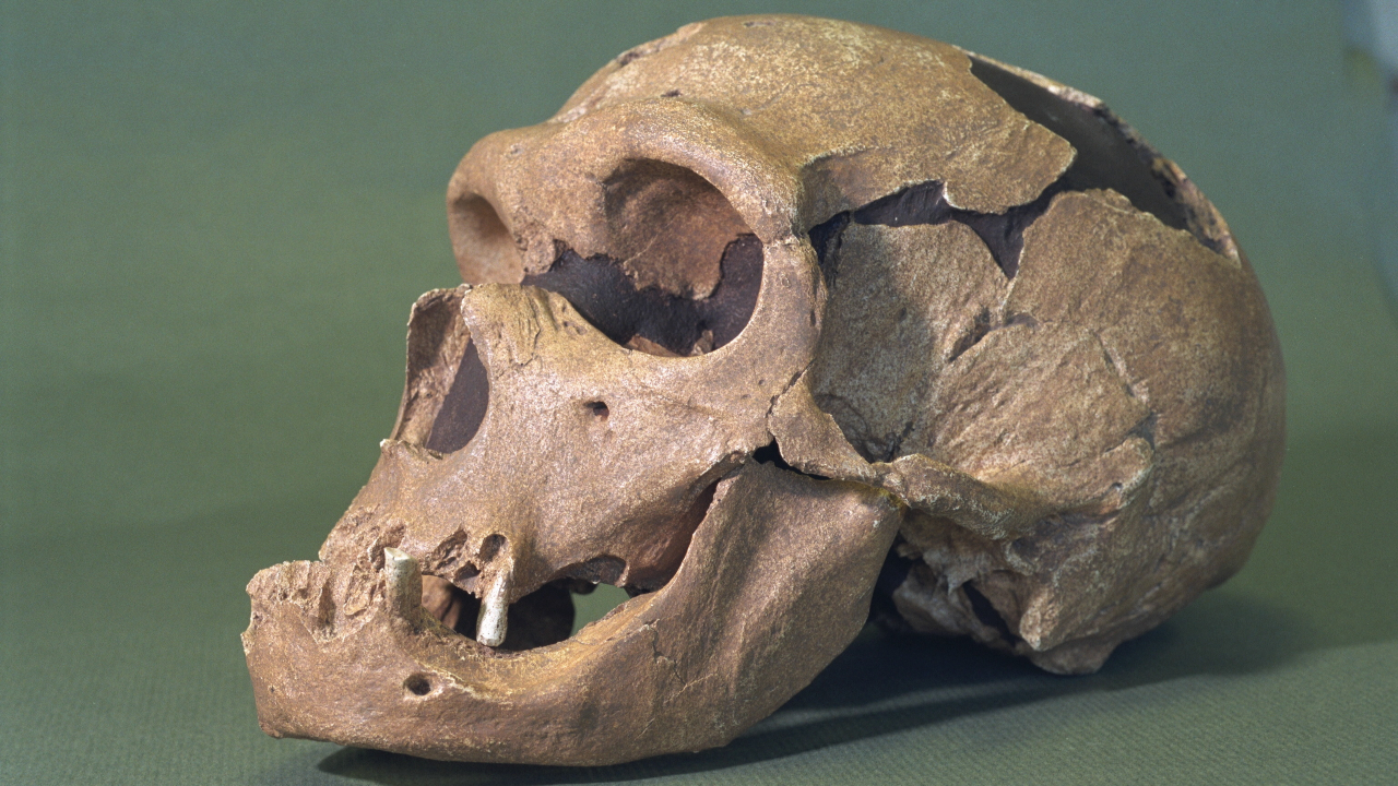 Neandertais também eram capazes de se comunicarem entre si