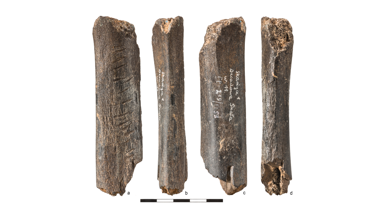 Osso de urso esculpido por neandertal há 130 mil anos pode ser arte simbólica