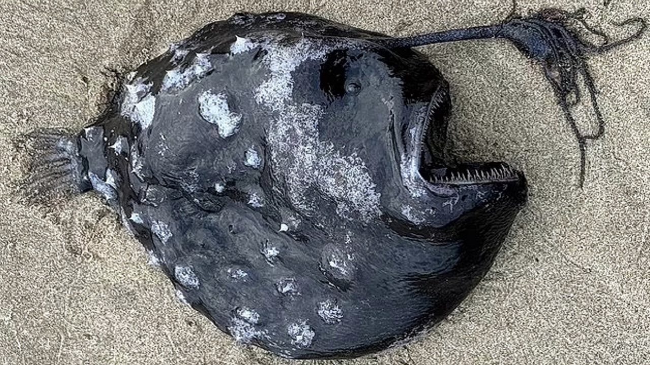 Peixe assustador que brilha nas profundezas é encontrado pela 1ª vez no Oregon