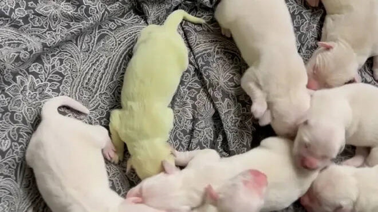 Golden Retriever nasce verde-limão e chama a atenção na internet