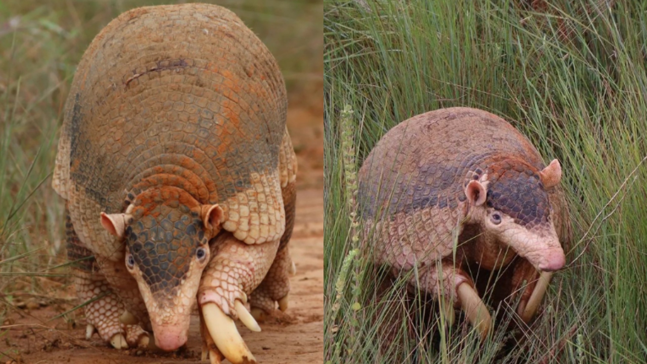 Fotógrafo flagra maior tatu do mundo na Serra da Canastra, em Minas Gerais