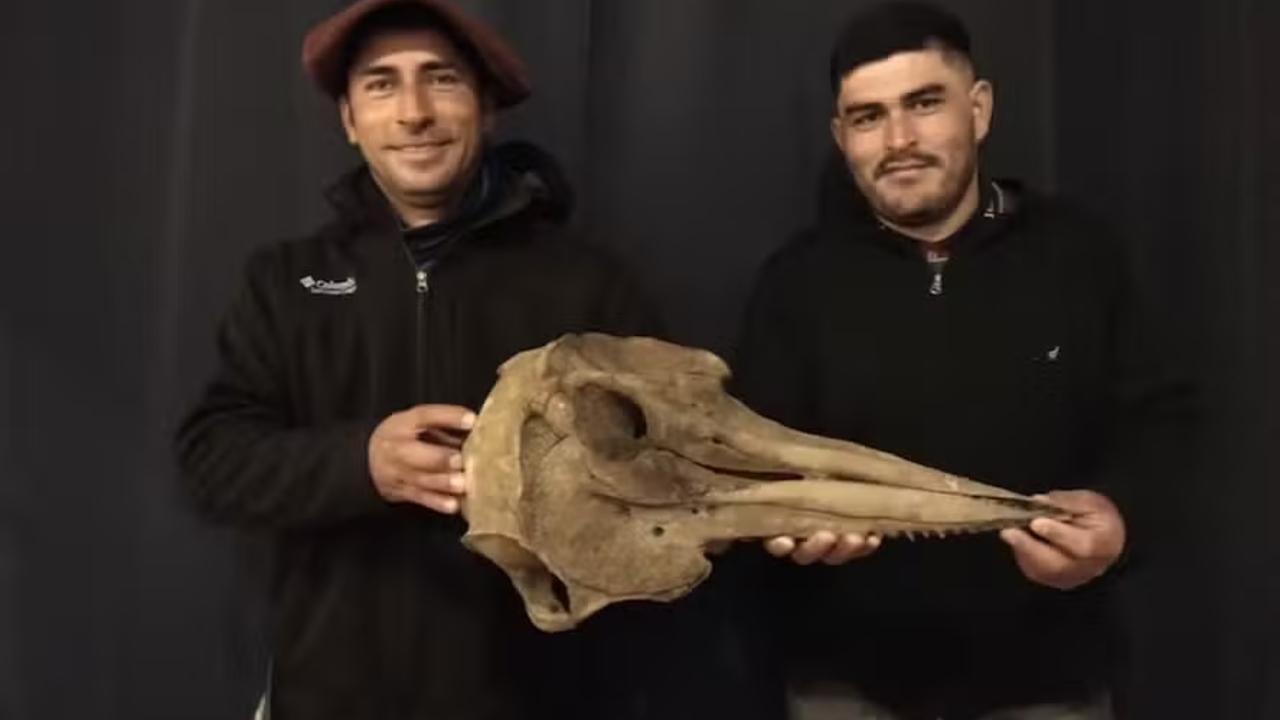 Durante pesca, amigos encontram crânio de golfinho de 5 mil anos por engano