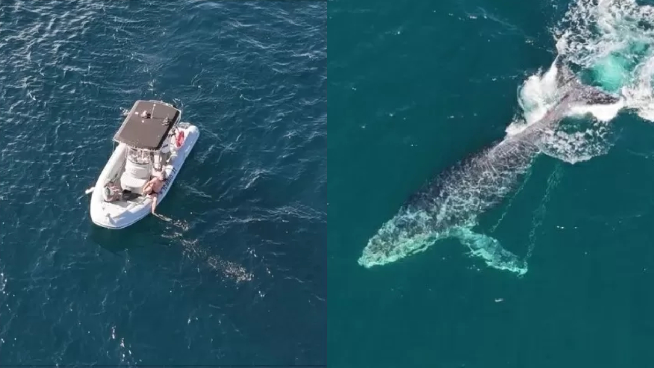 Barco de pesca é ‘rebocado’ por baleia jubarte no RJ