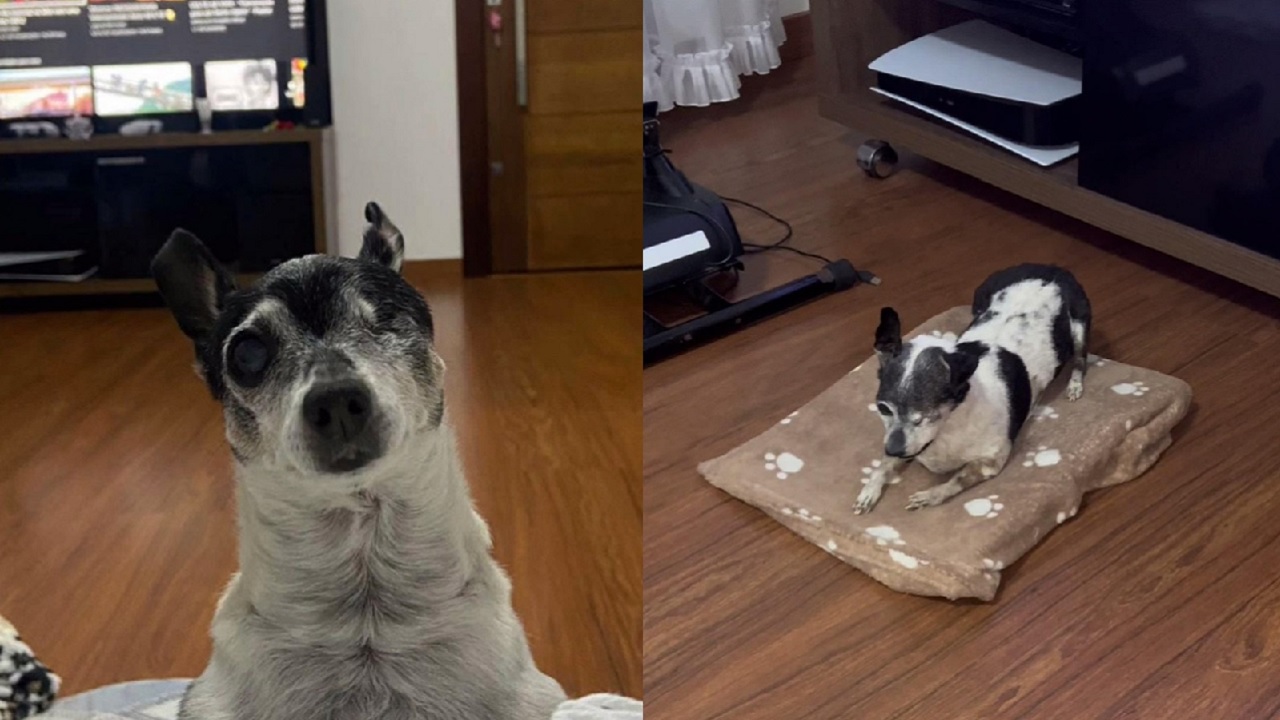 Após homem empalhar cachorro morto, namorada reage nas redes sociais
