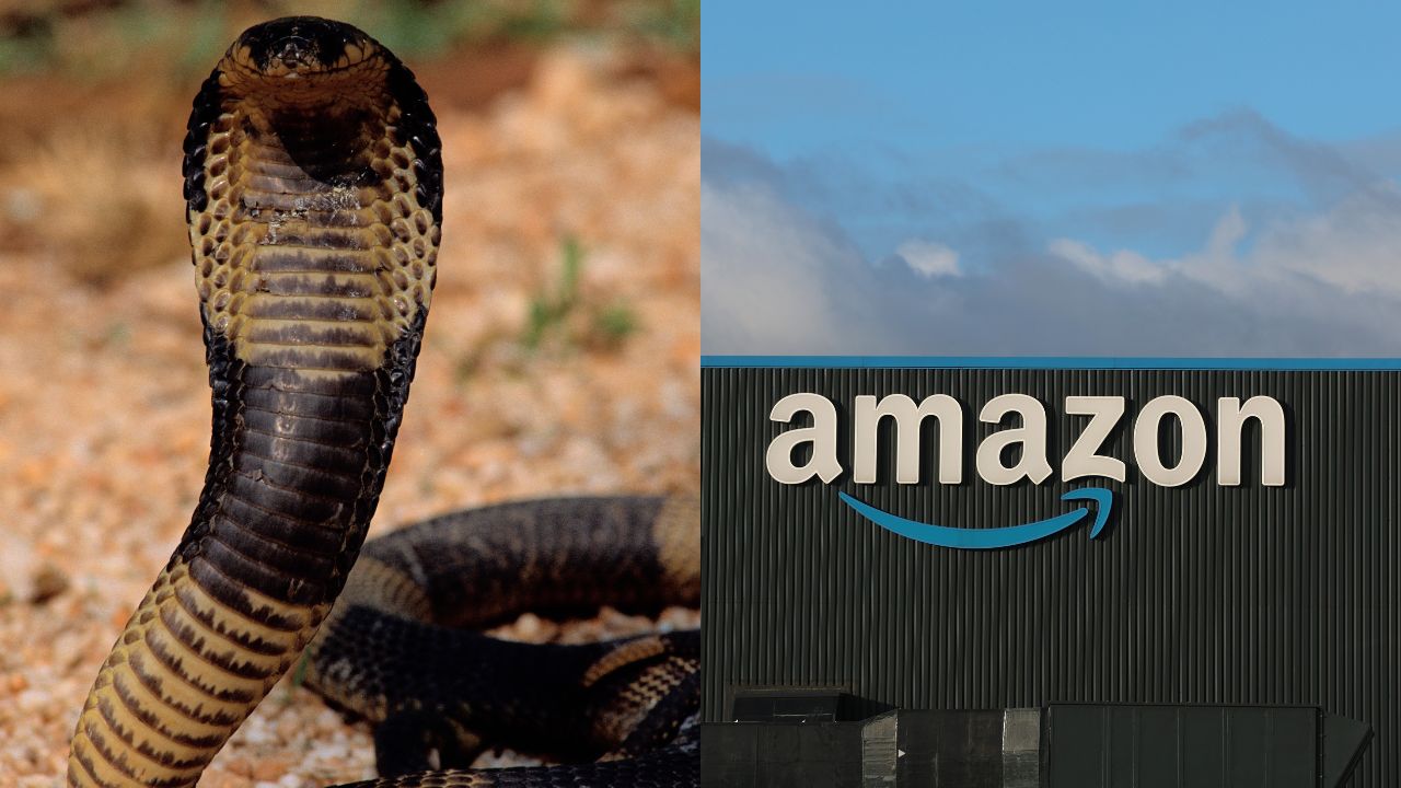 Mulher recebe cobra em entrega da Amazon na Índia