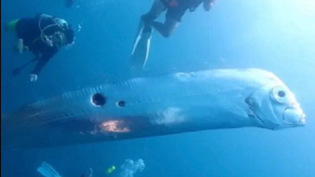 Associado a terremotos, ‘peixe do fim do mundo’ é avistado na costa do México