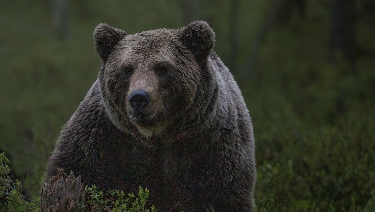 Família contrai infecção rara após comer carne de urso nos EUA