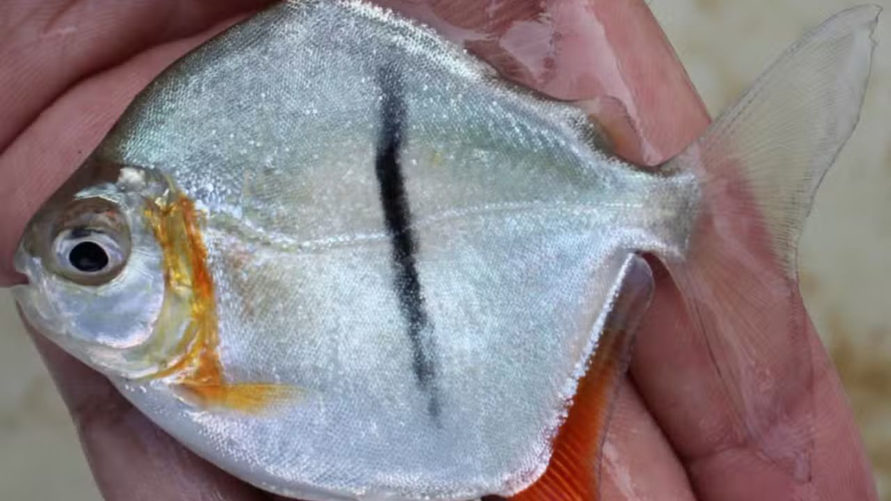 Espécie de ‘piranha vegetariana’ recebe nome de vilão do Senhor dos Anéis